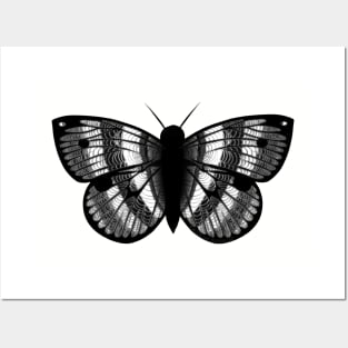 Black And White Moth Posters and Art